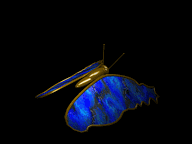 Gif 307