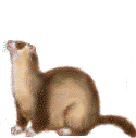 Gif 01