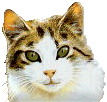 Gif chat20