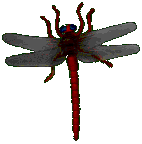 Gif 43