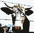 Gif 88