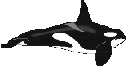Gif 15