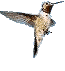 Gif 42