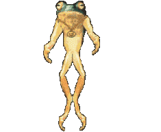 Gif 31