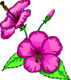 Gif 50