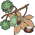 Gif 36