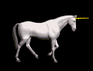 Gif 14