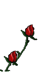 Gif 127