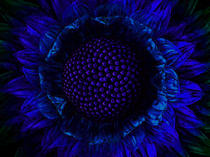 Gif 42