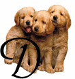 Gif D