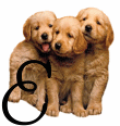 Gif E