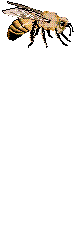 Gif 11