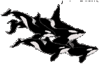 Gif 04