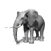 Immagine 40 Elefanti