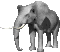 Immagine 43 Elefanti