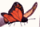Gif 129