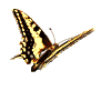Gif 248