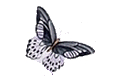 Gif 25