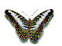 Gif 264