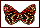Immagine 272 Farfalle