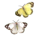 Gif 277