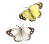 Gif 296