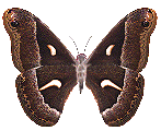 Gif 54