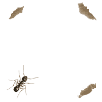 Gif 11