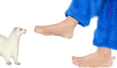 Gif 18