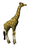 Immagine 05 Giraffe