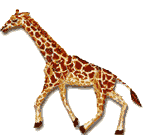 Immagine 11 Giraffe
