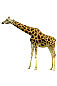 Immagine p05 Giraffe