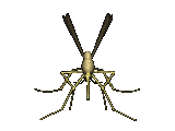 Gif 41
