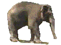 Gif 34