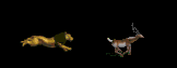 Gif 01