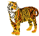 Immagine 116 Leoni tigri