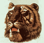 Immagine 54 Leoni tigri