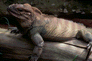 Gif 14