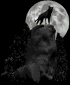 Gif 15
