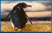 Immagine 35 Pinguini