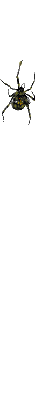 Gif 74