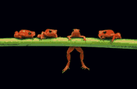 Gif 55