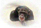 Gif 15