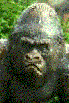 Gif 30