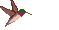 Gif 243