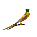 Gif 63