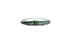 Gif 19