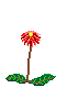 Gif 16