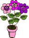 Gif 205