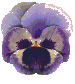 Gif 216